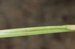 Redtop panicgrass